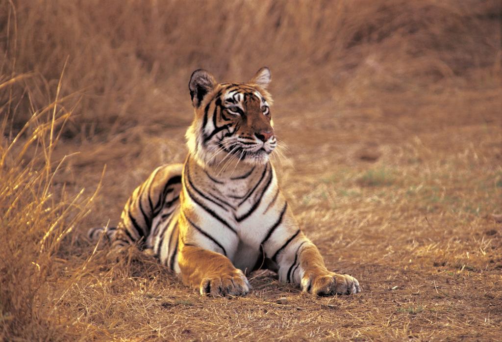 The Oberoi Vanyavilas Wildlife Resort, Ranthambhore Sawai Madhopur Exterior foto